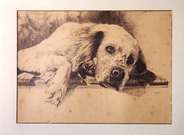 Old ink drawing setter dog signed Il Migliori. 29''x 23'' c. 1877.