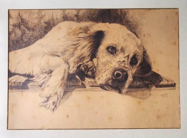 Old ink drawing setter dog signed Il Migliori. 29''x 23'' c. 1877. - Image 2