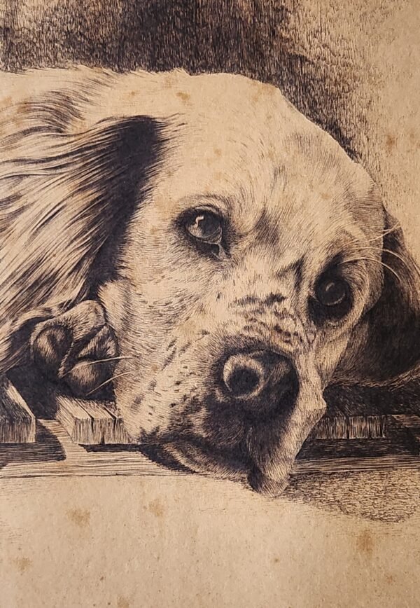 Old ink drawing setter dog signed Il Migliori. 29''x 23'' c. 1877. - Image 3