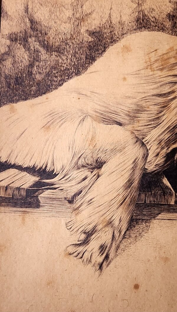 Old ink drawing setter dog signed Il Migliori. 29''x 23'' c. 1877. - Image 5