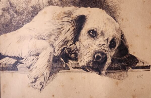 Old ink drawing setter dog signed Il Migliori. 29''x 23'' c. 1877. - Image 6